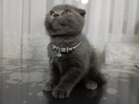 2 Aylık Dişi Scottish Fold