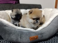 Şampiyon Babadan Erkek Dişi Pomeranian Yavrular