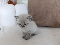 British Shorthair Yavrular