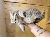 Dişi 65 Günlük Black Golden Long Hair