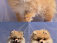 Türkiye'nin En Seçkin Pomeranian Spitz Boy Kilo Garantili Yavruları