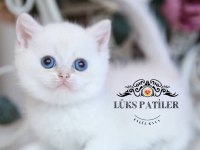 Beyaz Melek Silver British Shorthair Ns133