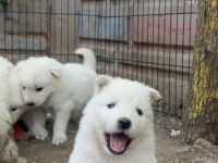 Kar topu samoyed köpekler