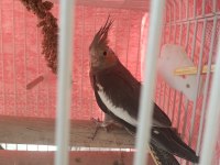 Sevimli Sultan Papağanı Yavrular