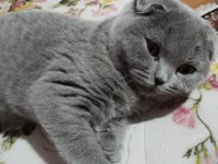 4 aylık scottish fold - malzemelerle birlikte