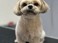 Köpeğimize Gerçekten İnsan Gibi Sevecek Sıcak Bir Yuva Arıyoruz