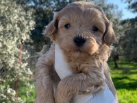 Maltipoo Yavrularımız