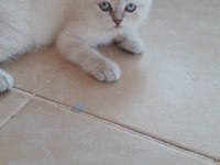 Ruhsatlı İşletmeden Scottish Ve British