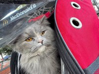 9 aylık minnoş kedimiz