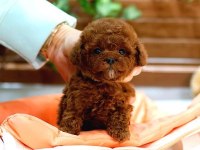 Toy Poodle Bebek Köpekler