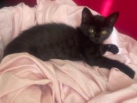 Scottish ile smokin kırması