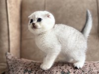 Full Şecereli Scottish Fold Shorthair Yavru - Premium Bakım