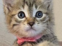 Ücretsiz Tekir Kedimizi Sahiplendirme