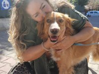 Altın Kalpli Köpeğimiz Chucky İçin Ömürlük Yuva Arıyoruz