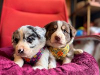 Akıllı Ve Sevecen Border Collie Yavrular İlanda