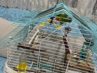 Sağlıklı Damızlık Çift Papağanımız