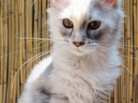 Maine Coon Türk - Mco Cattery