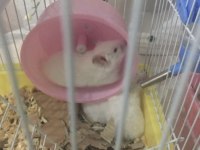 Yavru Hamsterlar