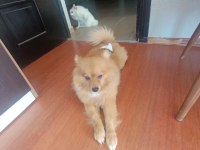 Eğitimli Pomeranian Köpeği