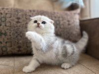 Wcf Kayıtlı Scottish Fold Shorthair Özel Yavrumuz