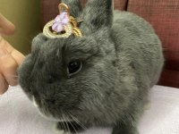 9 aylık hollanda cücesi blue tavşan