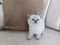 Blue point yavru kedimiz