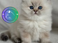 Yumuşak Tüyleriyle Blue Point British Longhair Yavrumuz