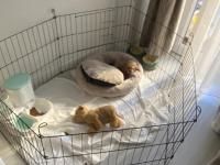 10.02.2026 Doğumlu Yavru Toy Poodle Erkek