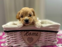 Maltipoo En Küçük Boy Yavrularımız