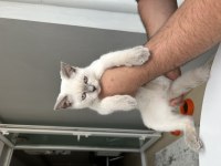 3.5 Aylık Blue Point Scottish Fold