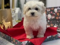 Mükemmel maltese yavrularımız