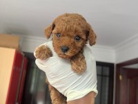 Sevimli Poodle Yavrularımız