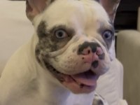 French bulldog blue köpeğimiz