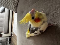 1 Aylık Sultan Papağanı Yavrularımız