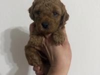 Ev ortamından poodle yavrularımız