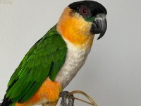 Erkek Kayık Papağanı