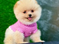 Orijinal Pomeranian Köpeğimiz