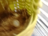 Prehistoricpets Güvencesi İle Golden Finch