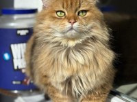 Sevimli Golden British Shorthair Yavrular