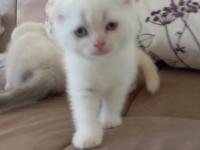 Scottish Fold Mavişlerim