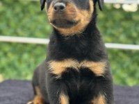 A Şecere Kıf Kayıtlı Rottweiler Yavrularımız