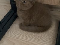 Cinnemon fawn british shorthair yavrularımız