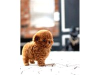 Sağlık ve ırk garantili toy poodle yavrularım
