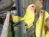 Hobiciden Yeni Yeme Düşmüş Sevda Papağanı Yavrular