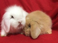Üst kalite hollanda teddy lop tavşanlar