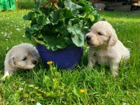 Golden retriever yavrular gelip görerek alabilirsiniz adrese teslimat var