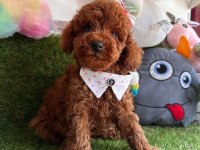 Safkan Toy Poodle Yavrularımız