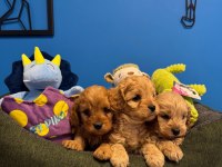 Irk Garantili Red Maltipoo Yavrularımız