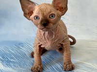 17 Temmuz Doğumlu Sfenks Yavrular