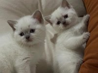 64 Günlük Blue Point Bebek British Shorthair